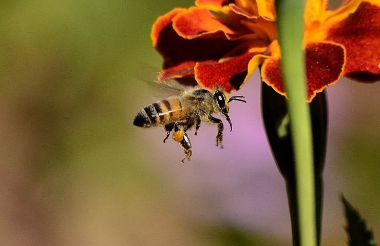 Un destino bizzarro, quello che attende le api, una volta passate all’attacco contro il nemico