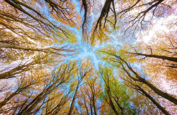 un ragazzo tedesco che ha dato vita alla fondazione Plant for the Planet