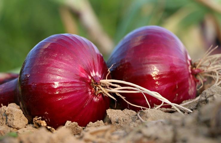 I nutrimenti delle cipolle sono rinomati, non solo per l’organismo umano ma anche per le piante