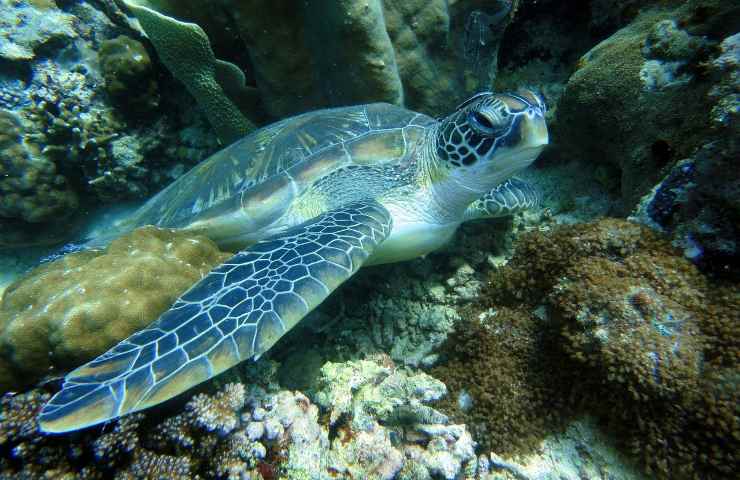 sei delle sette specie di tartarughe marine del mondo si trovano nelle Filippine