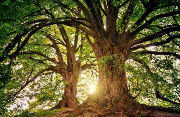 Alberi nel bosco