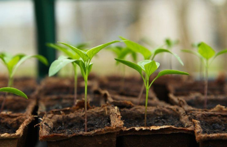 Allontanare parassiti, insetti e ragni dalle piante con questi metodi