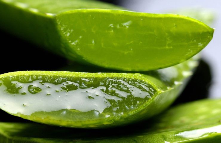 Aloe, profumo e benefici per la pelle