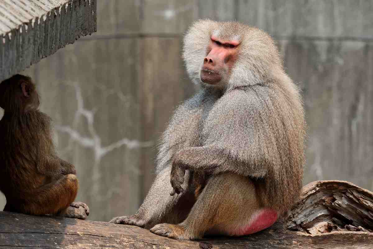 Come mai alcune scimmie hanno il sedere rosso