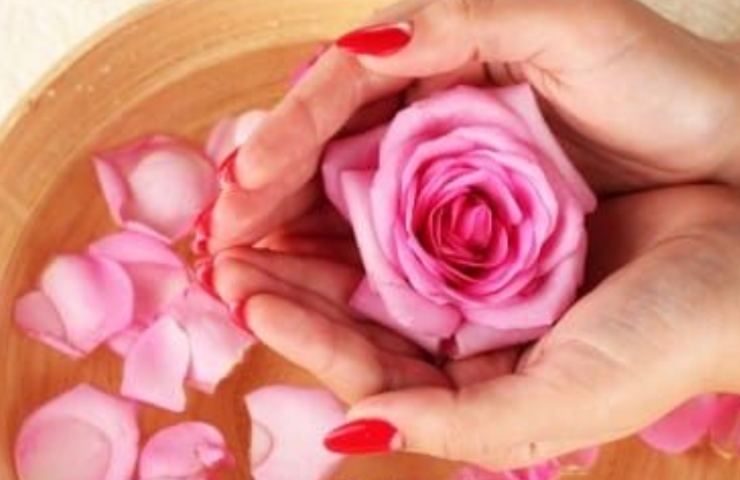 Fiore e petali di rosa