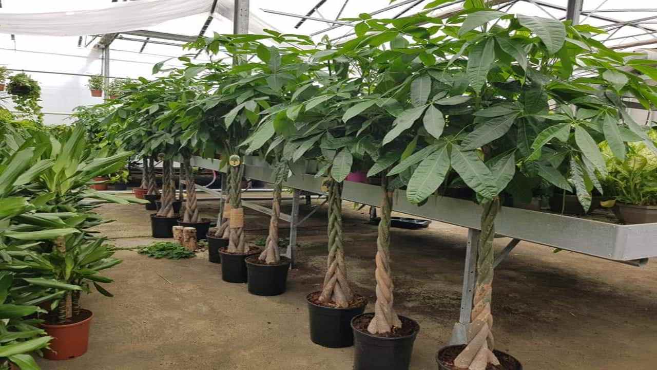 La Pachira acquatica (facobook)