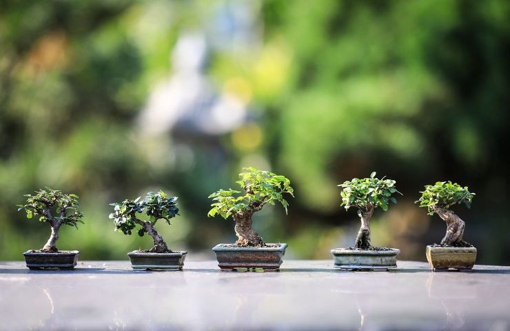 La cura del bonsai richiede pazienza e meticolosità