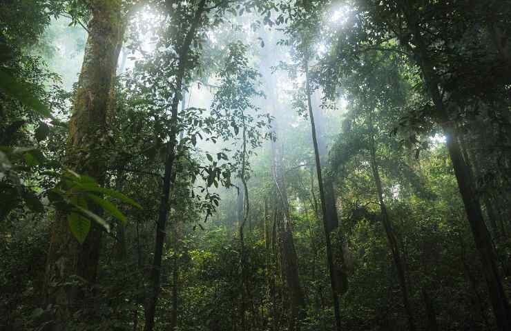 La tutela delle foreste vergini è essenziale per il mondo intero
