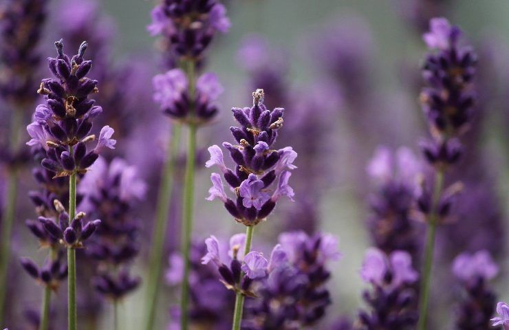 Lavanda