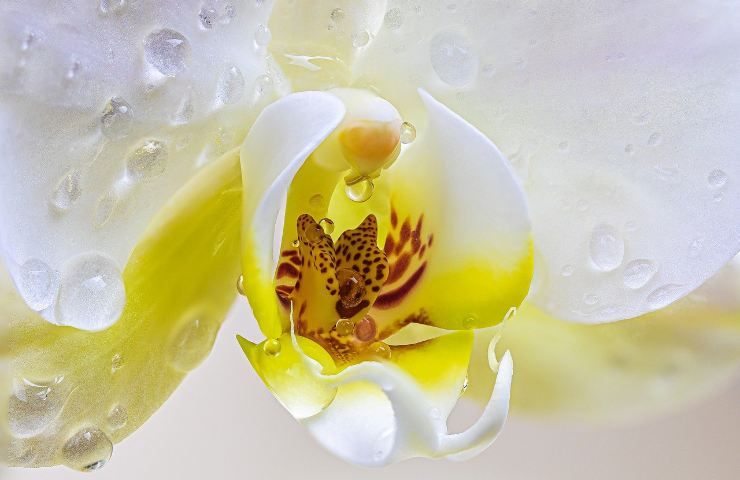 L'orchidea ha bisogno di un ambiente umido
