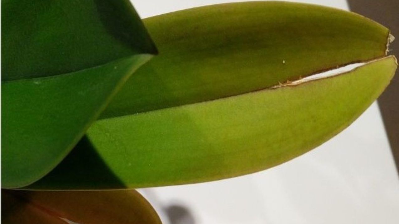 Orchidea con foglie spaccate