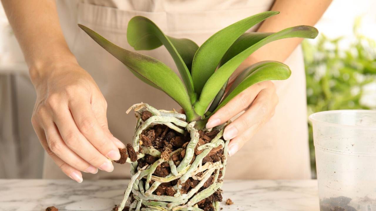 Orchidea curata a pelo acqua