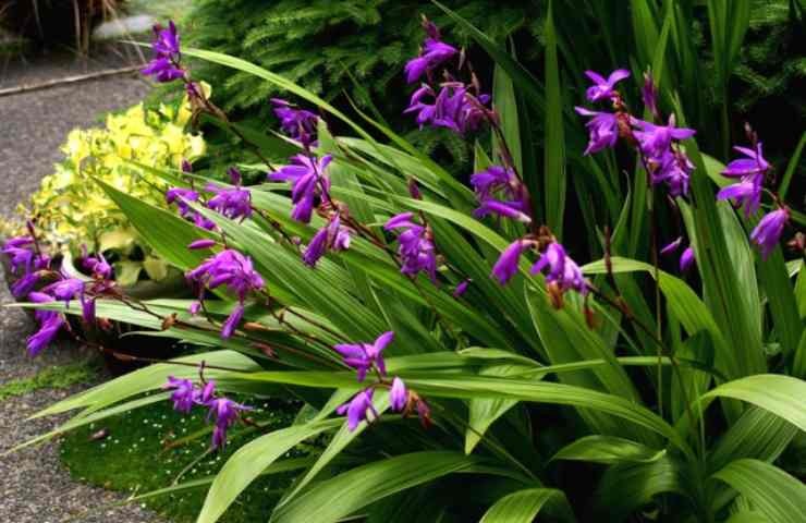 Orchidea da giardino