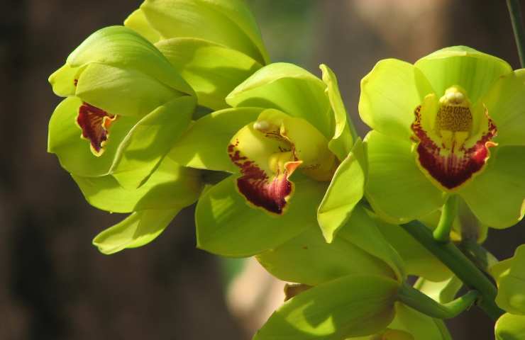 Orchidea fiore verde