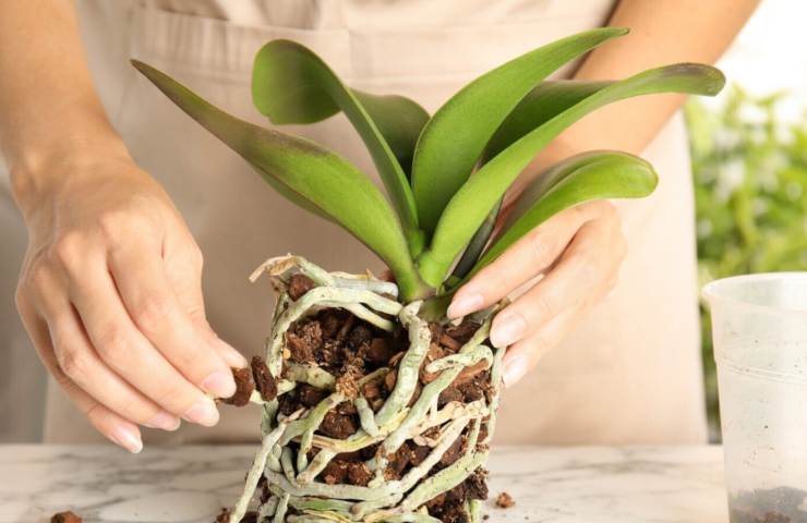 Orchidea fuori vaso