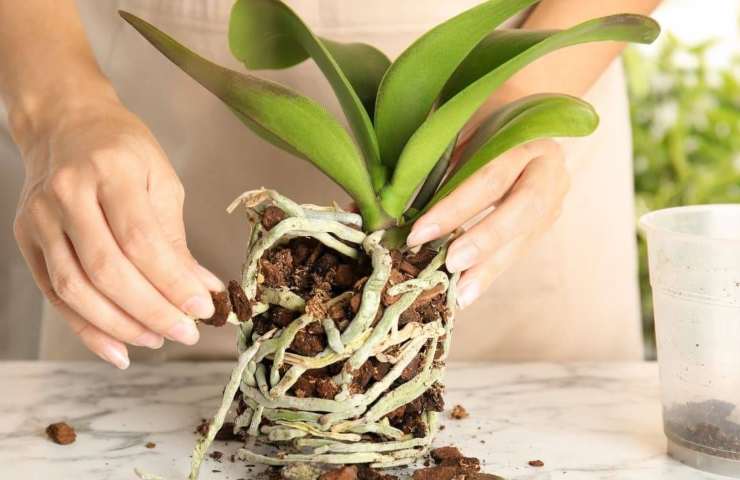 Orchidea senza vaso