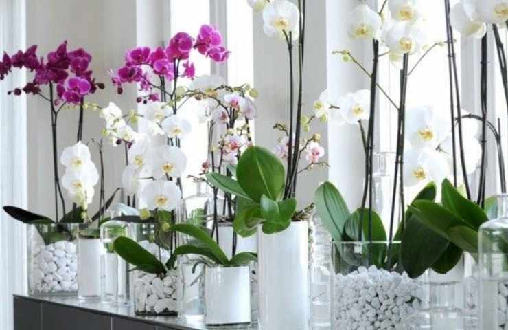 Orchidea su davanzale