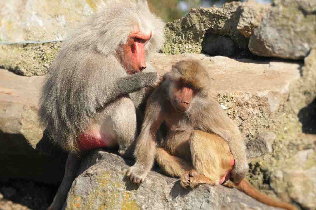 Perché le scimmie hanno il sedere rosso
