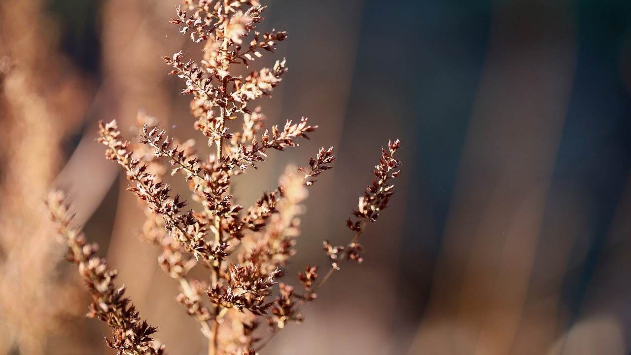 Pianta secca, apparentemente morta