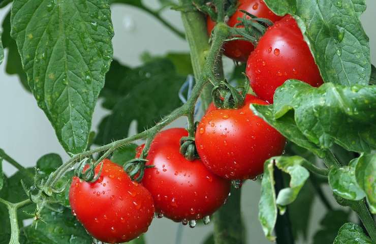 Pomodori freschi e gustosi