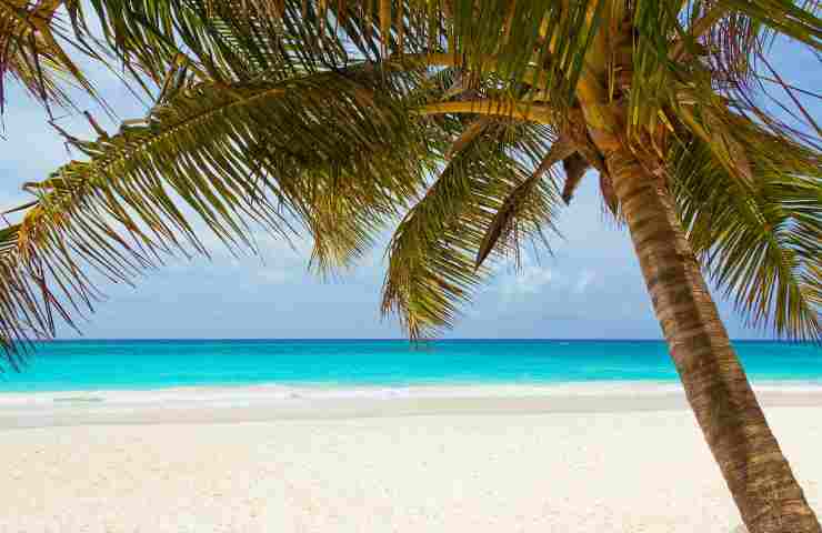 Spiaggia con palma