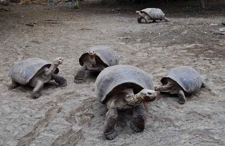 Tartarughe delle Galapagos, salvate dall'estenzione