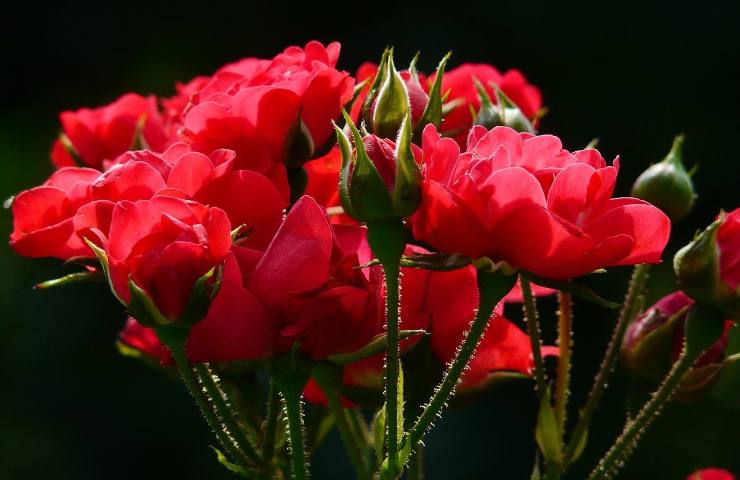 Un bel mazzo di fiori rosso
