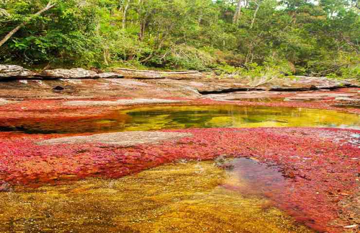 il fiume Caño Cristales (facebook)