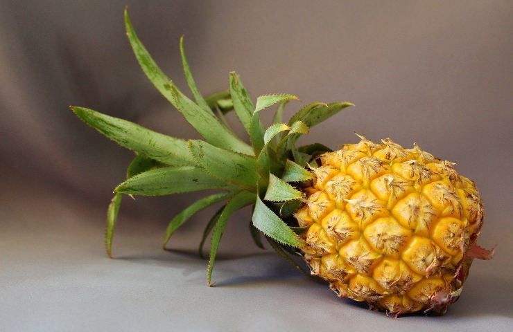 Coltivare l'ananas in casa è molto semplice