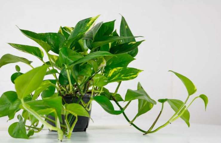 Pothos