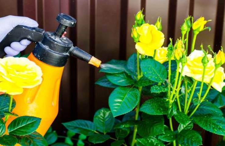 spray per giardino 
