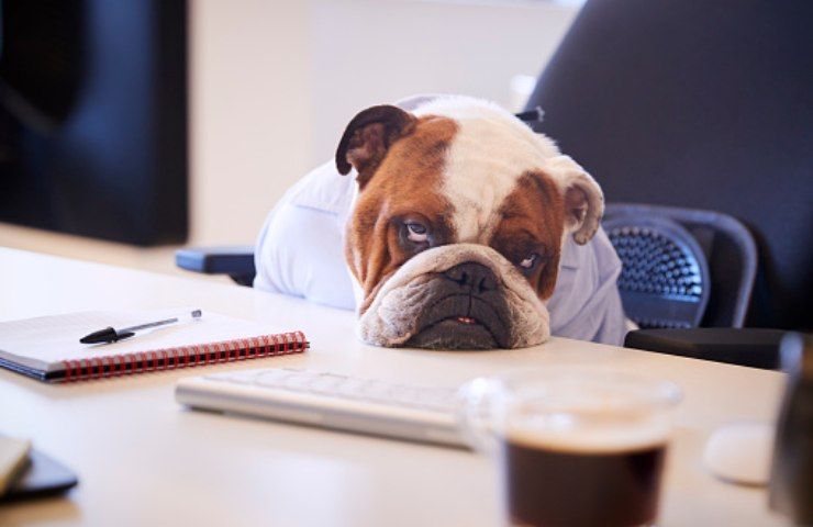 cane annoiato (pixabay)