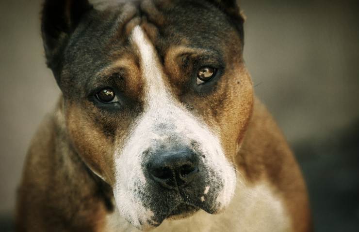 Stop ai cani da combattimento: un progetto per dire basta al fenomeno