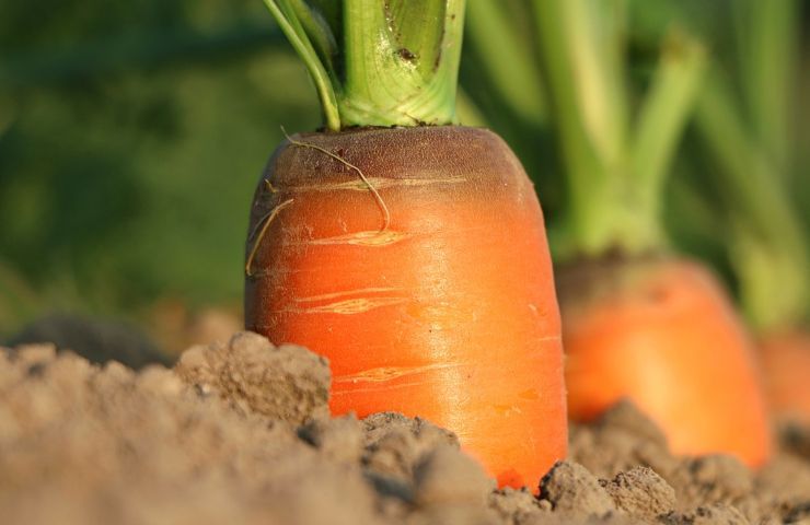 Frutta e verdura a chilometro zero