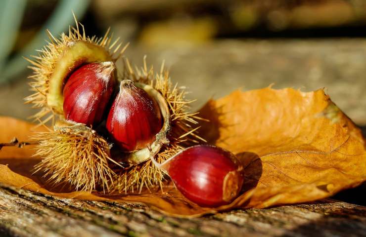 Castagne (Pixabay)