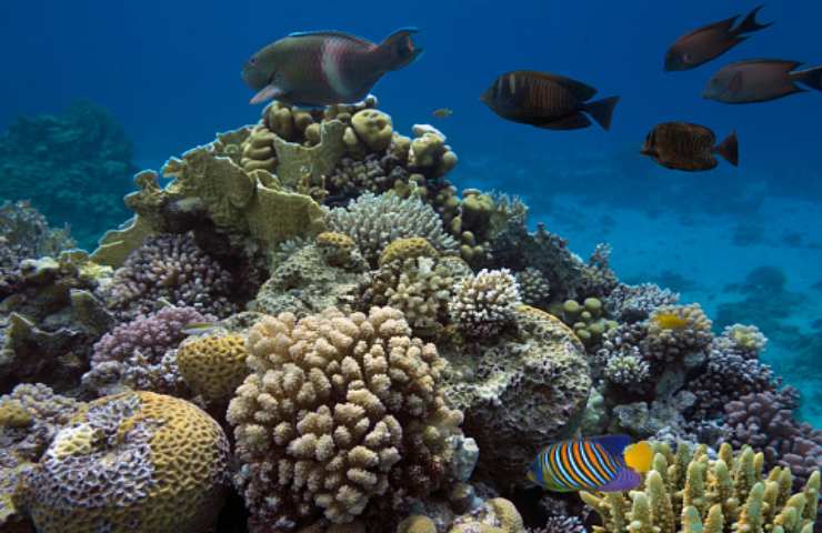 Biodiversità del fondale marino (pixabay) 