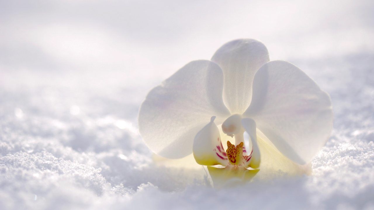 curare orchidea in inverno