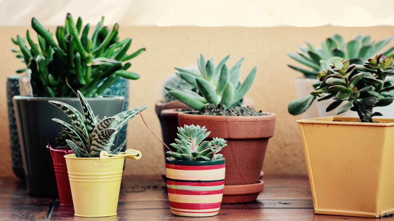 curare piantine grasse in inverno