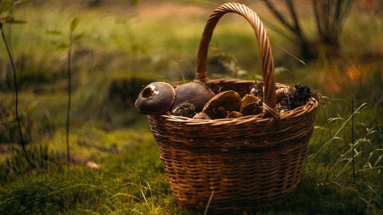 una coltivazione casalinga a costo zero con i funghi