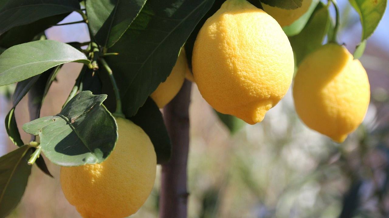 la tecnica dell’innesto, per avere limoni grossi e succosi