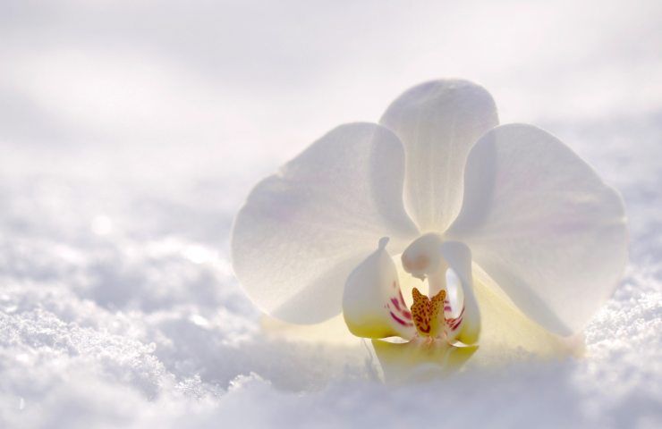 fiore orchidea su neve