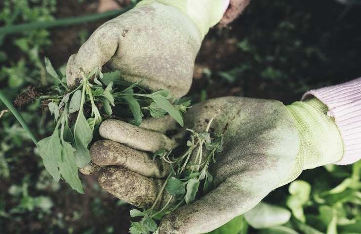 Giardinaggio, gli errori da evitare assolutamente