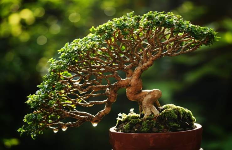 il bonsai (pixabay)