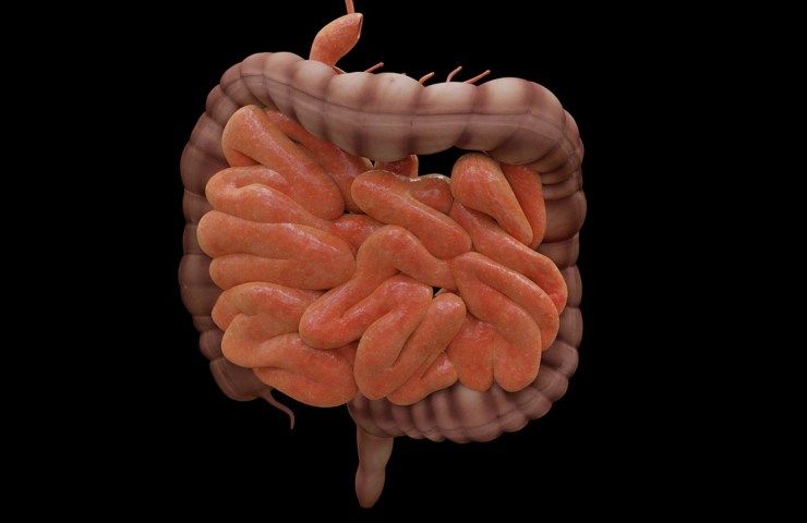 Colon e intestino (Pixabay)