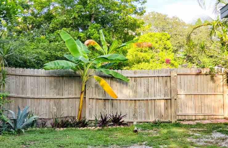 la pianta di banano (pixabay)