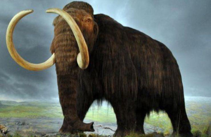 mammut