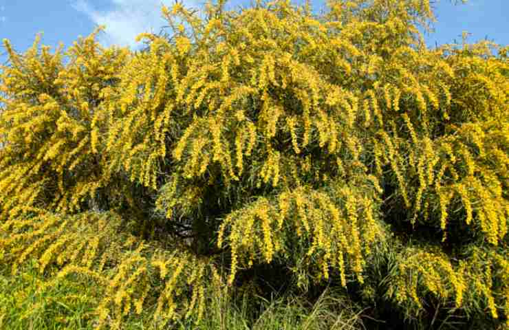 albero di mimosa (pixabay)