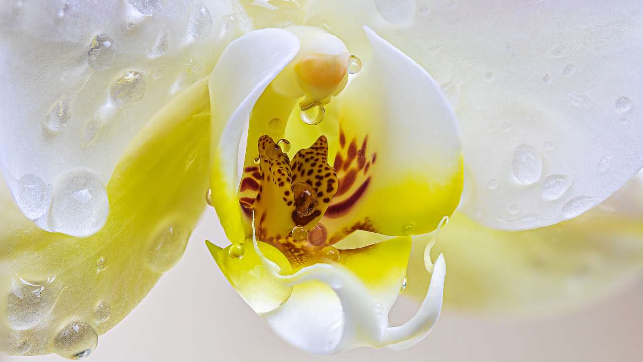 modo corretto di innaffiare orchidea