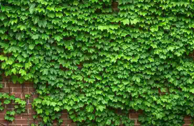muro di foglie