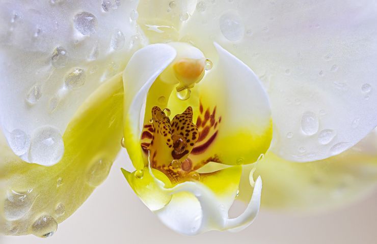 Orchidea (Pixabay)